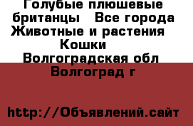 Голубые плюшевые британцы - Все города Животные и растения » Кошки   . Волгоградская обл.,Волгоград г.